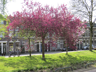 906285 Afbeelding van een bloeiende prunus aan de Zaagmolenkade te Utrecht.